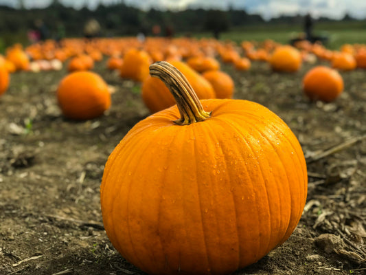 Trick or Treat! What is you favourite Halloween Treat?